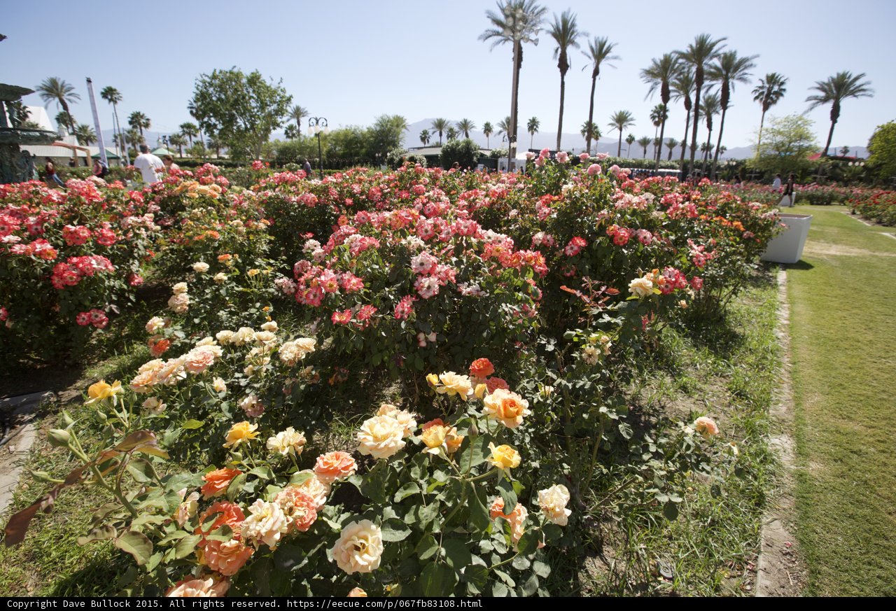A Serene Rose Garden in the Heart of the Park