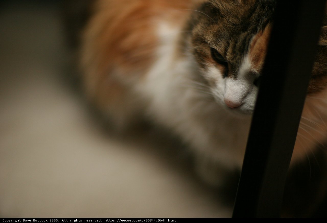 Feline Focus