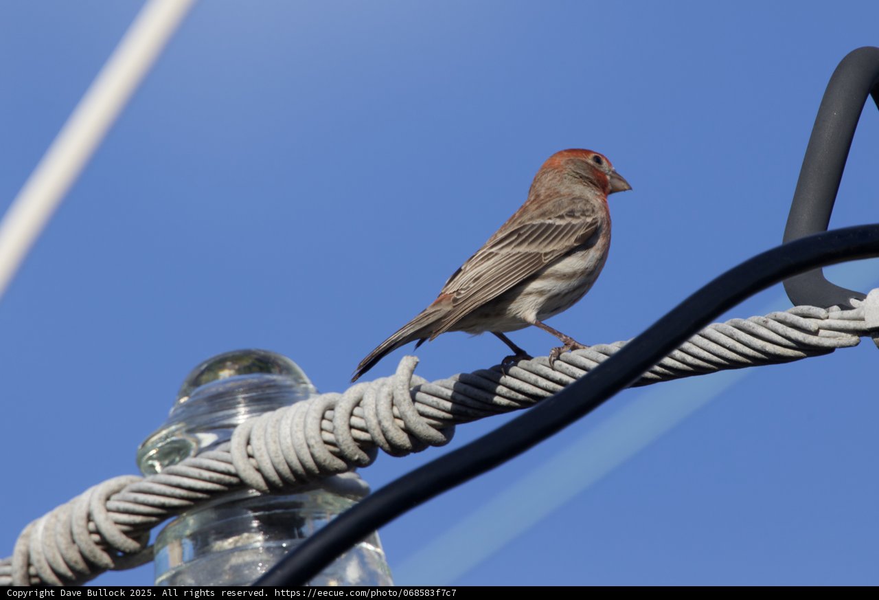 Perched Serenade