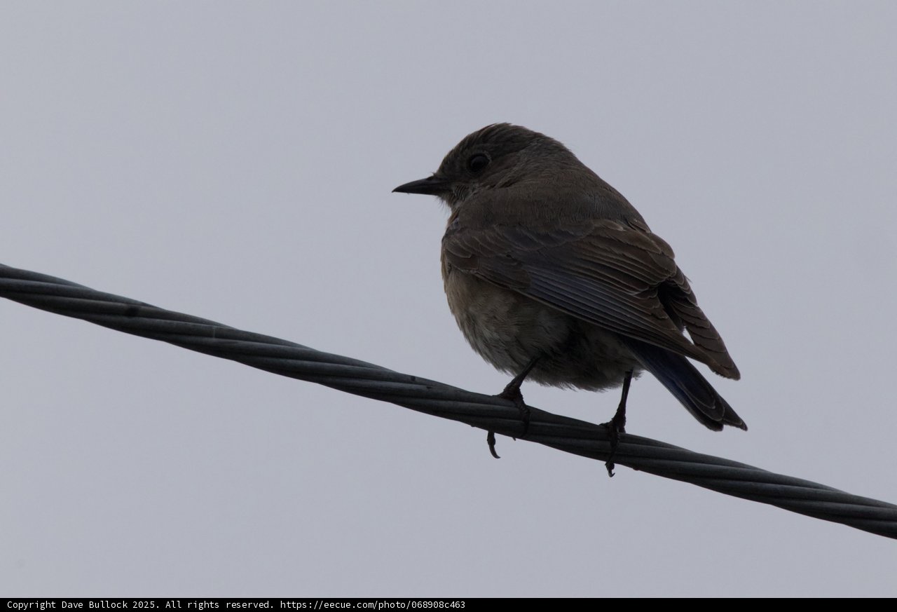 Perched in Profile: A Feathered Silhouette