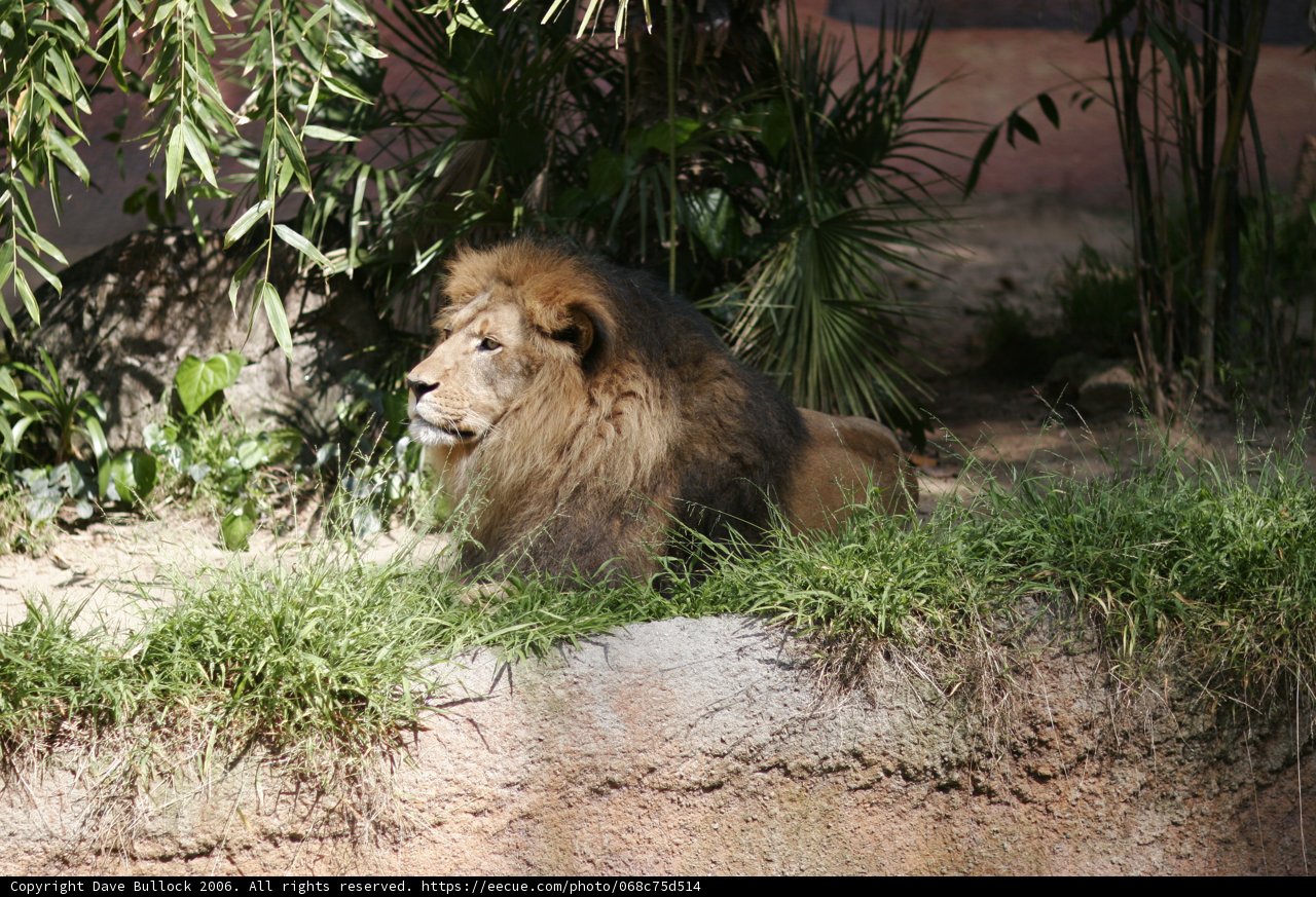 The Regal King of the Jungle
