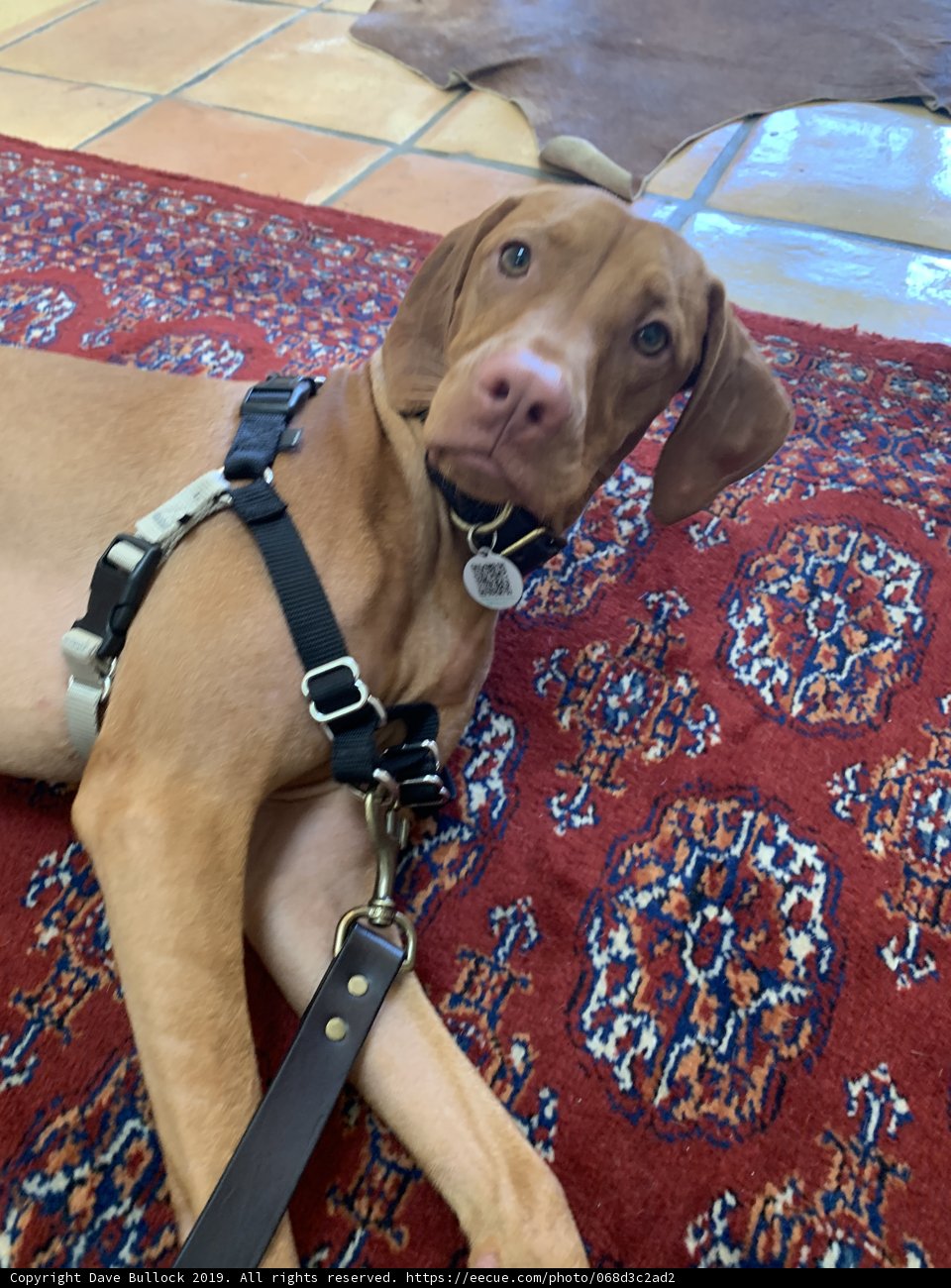 Comfy Canine on a Rug