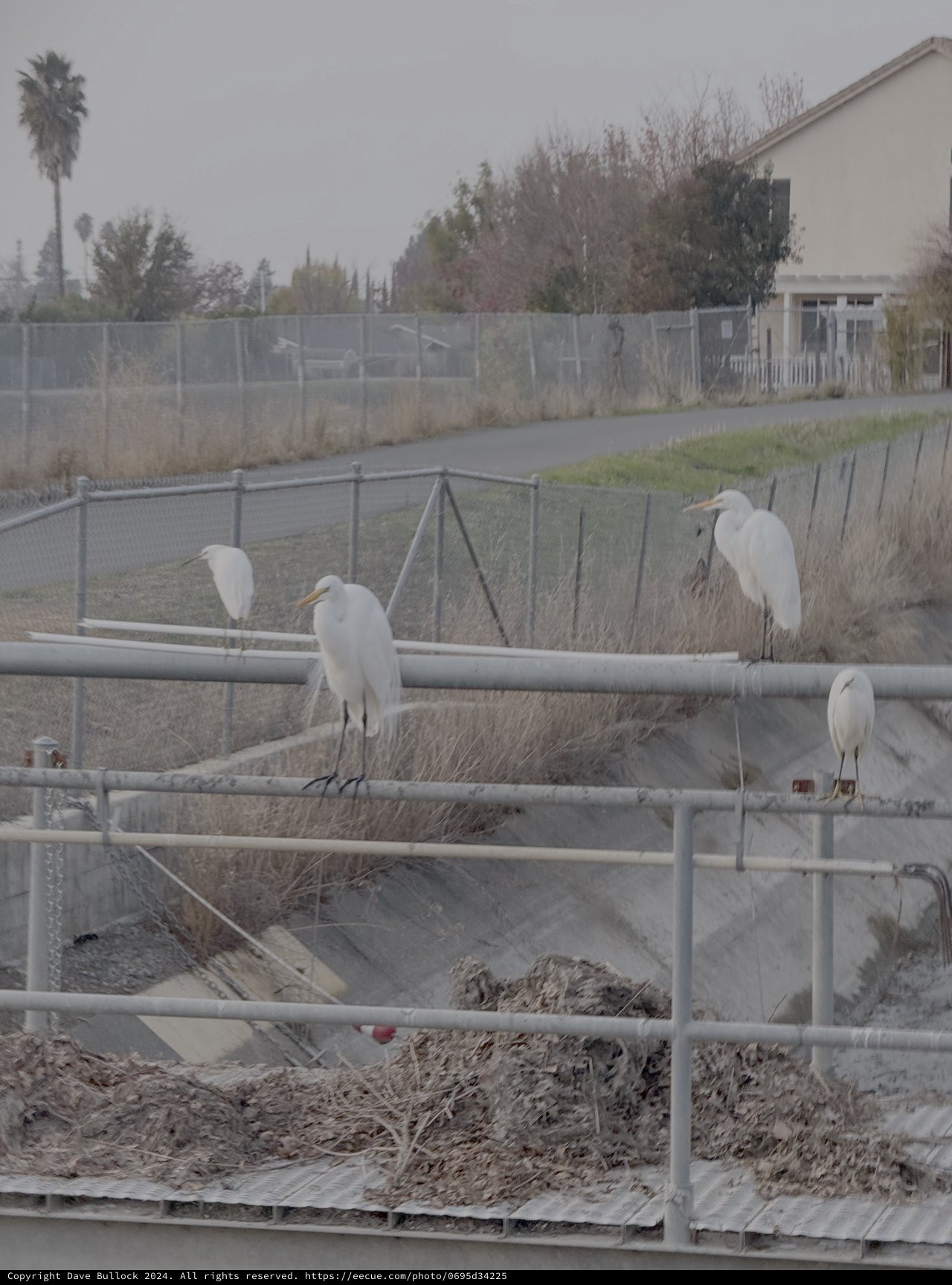 Great Egrets Perched on Industrial Construction Railings