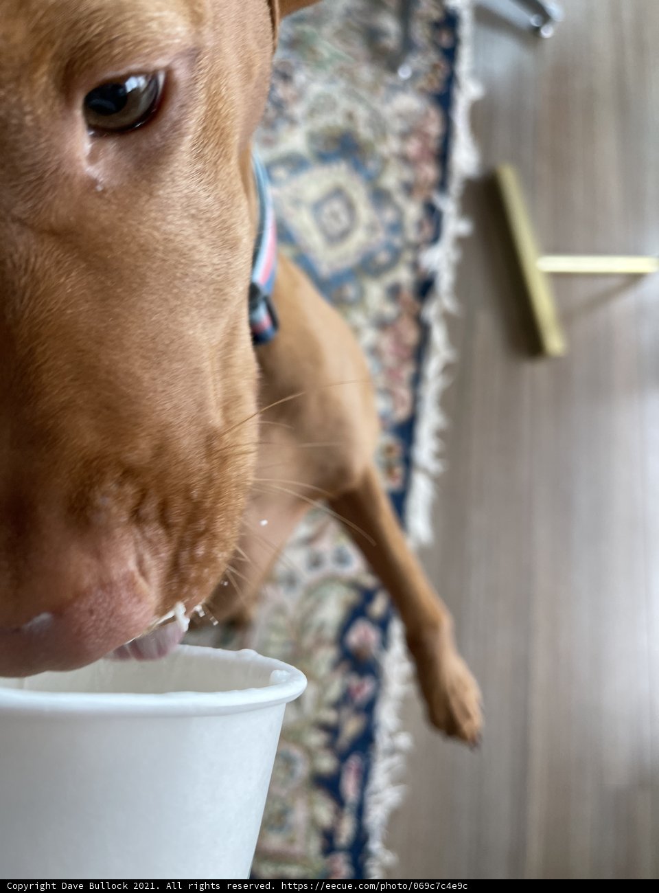 Refreshing Beverage Break for Canine Companion