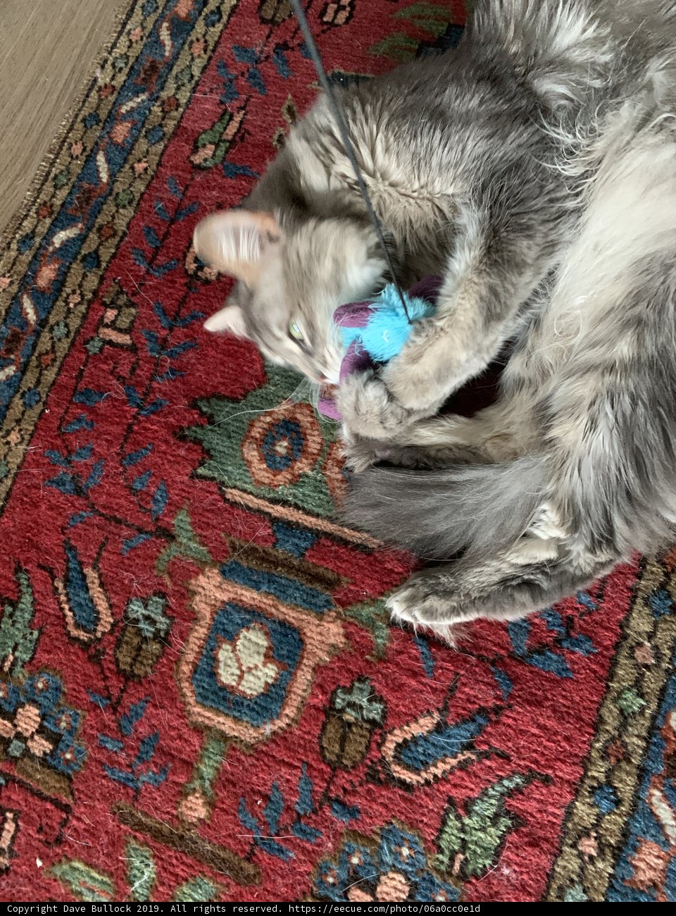 Feline Playtime on a Cozy Rug