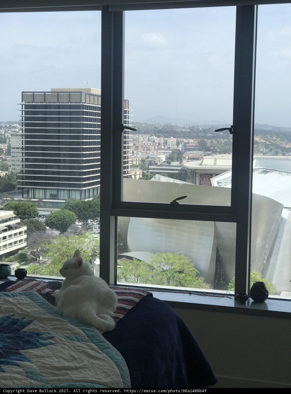 Urban Feline Gaze