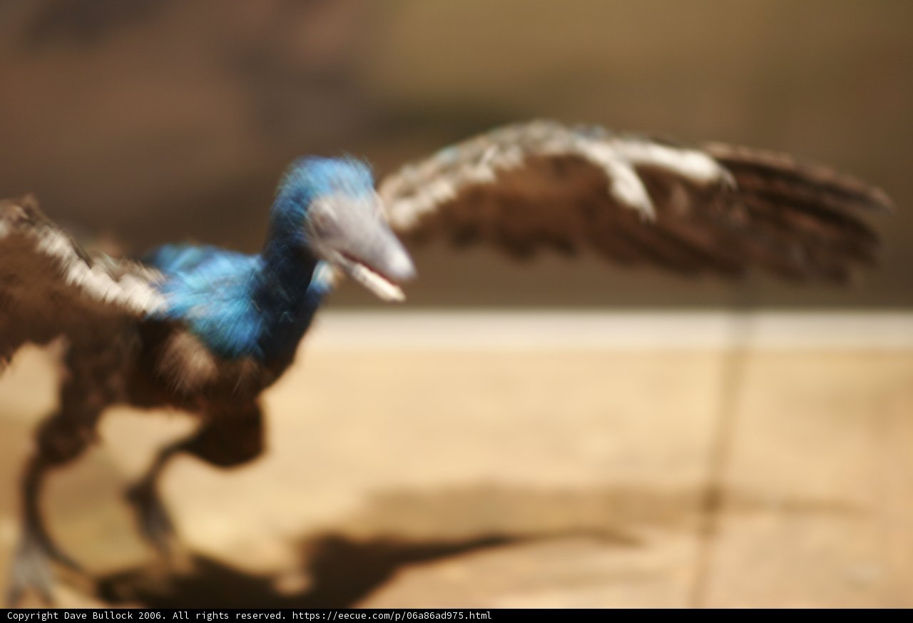 Majestic Vulture in Flight