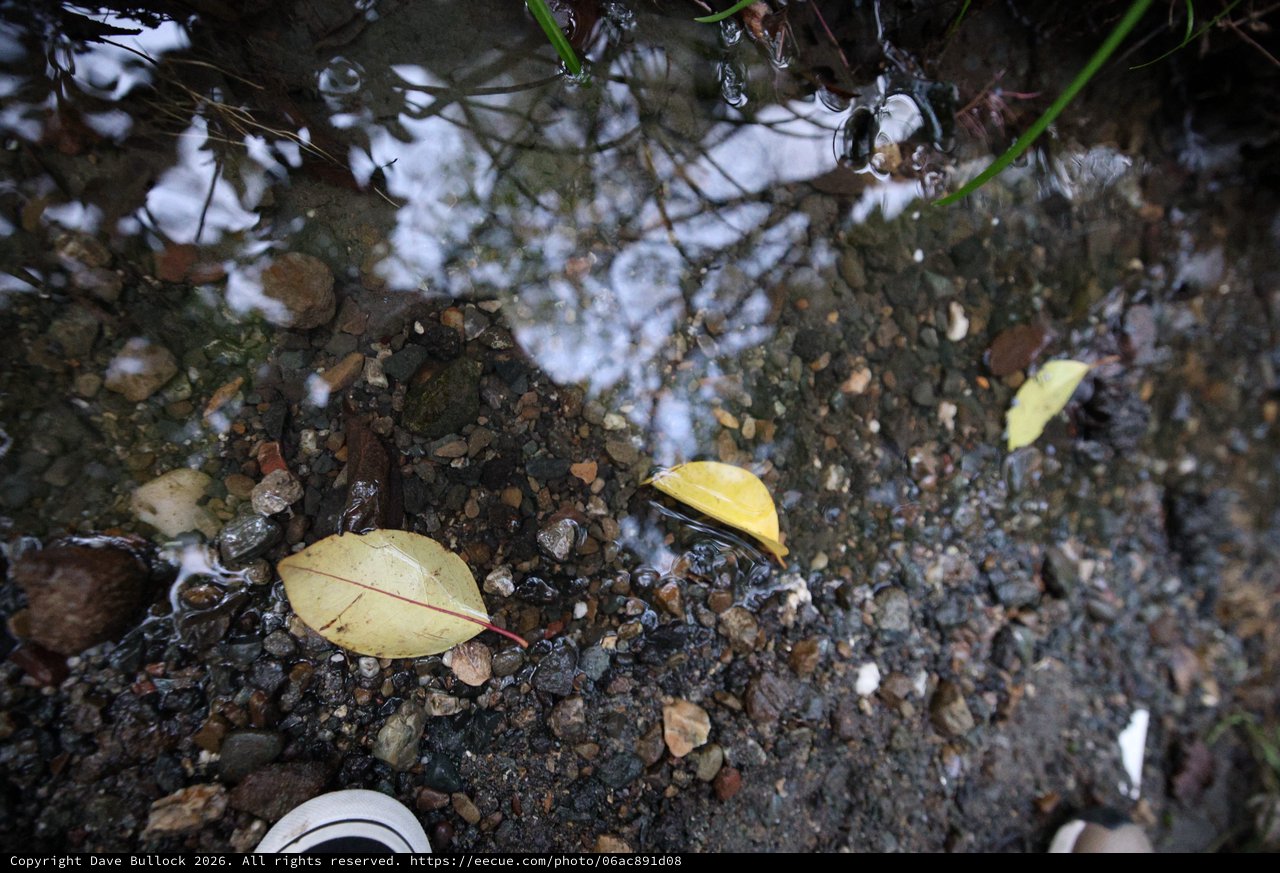 Yellow Leaves Resting in Shallow Puddle Reflection