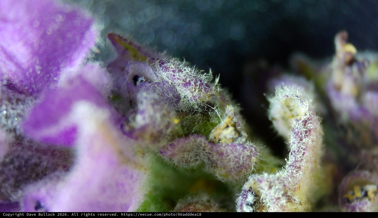 Camouflaged Seahorse Hidden Among Purple Coral