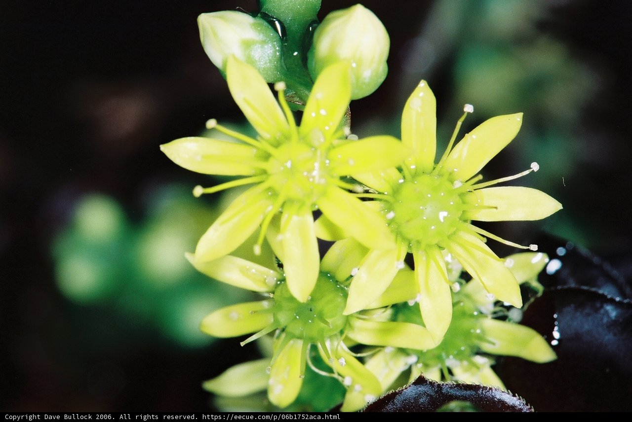 Vibrant Yellow Flower Blooming