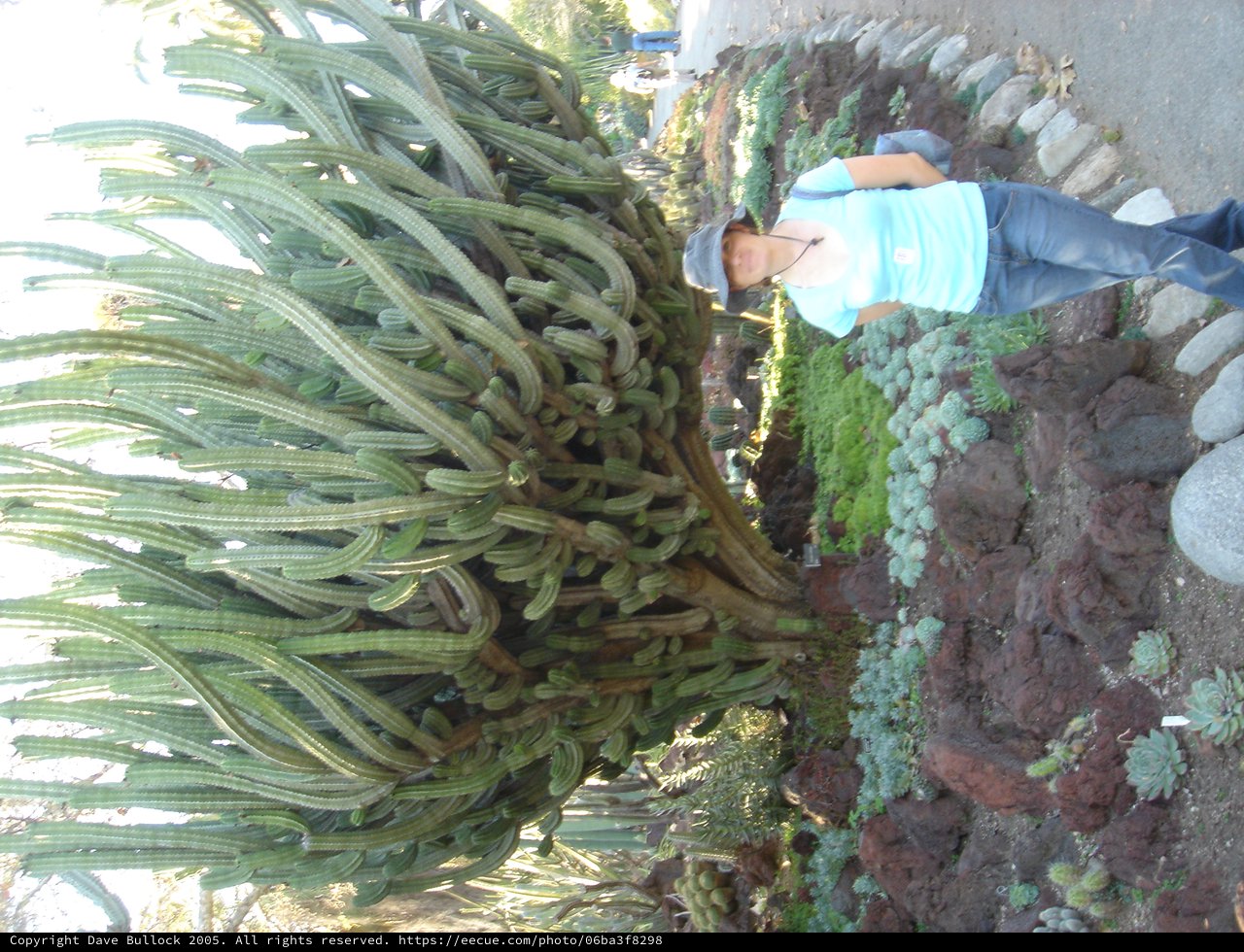 Massive Columnar Cactus Dwarfs Visitor at Botanical Garden
