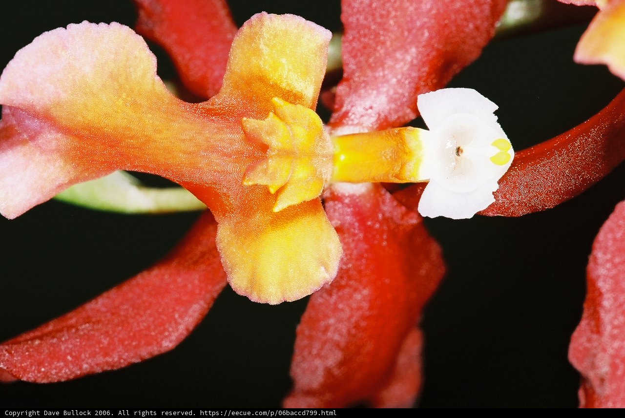 White-Centered Begonia in Bloom