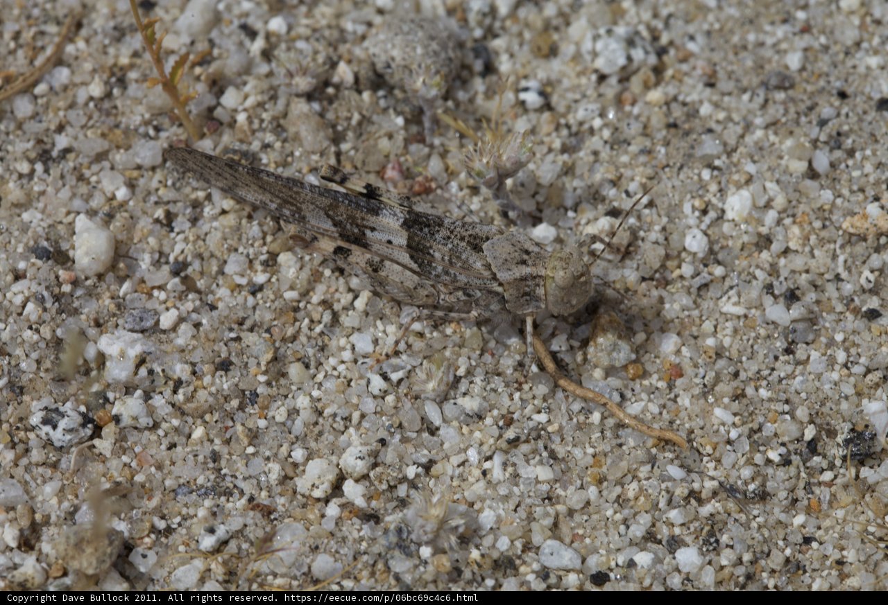 Cricket Insect amidst Rocks and Gravel