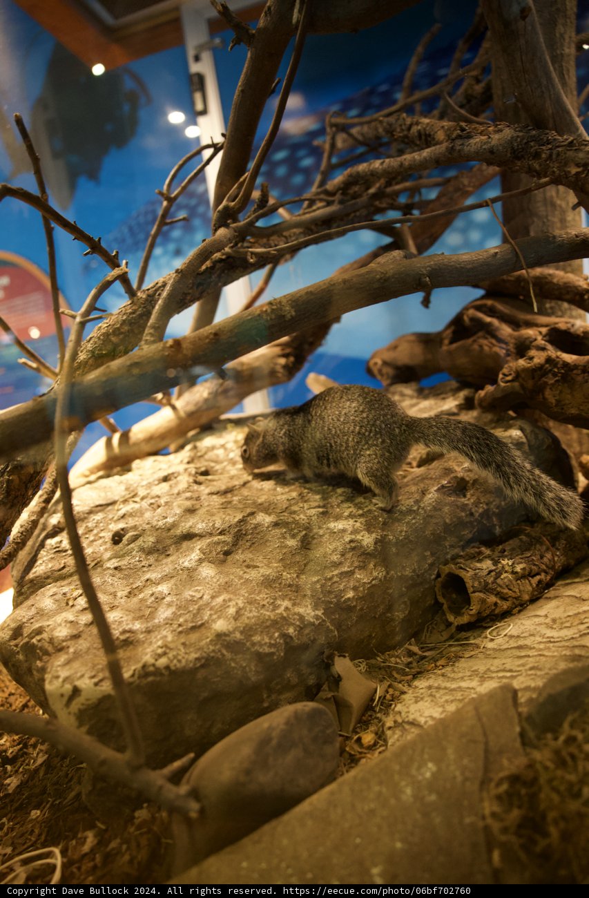 Nature's Harmony: Unexpected Inhabitants