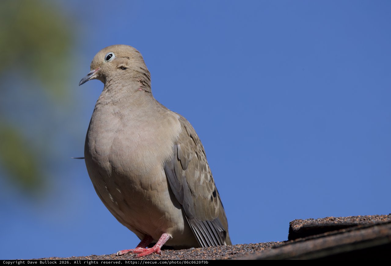 Mourning Dove Portrait Against Clear Blue Sky