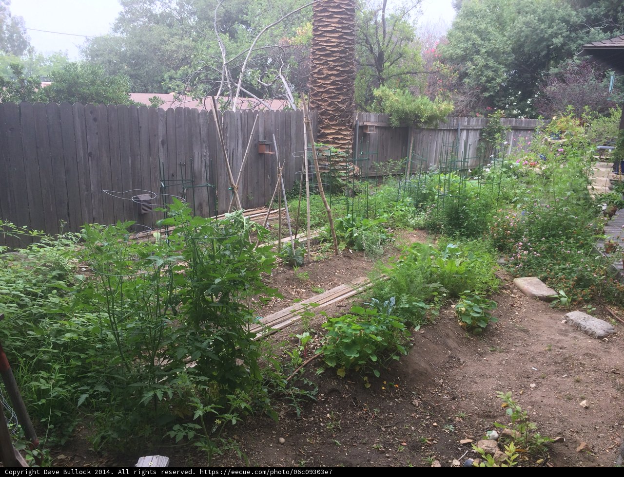 Backyard Garden Oasis