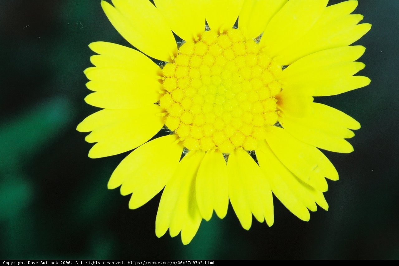 Radiant Yellow Daisy