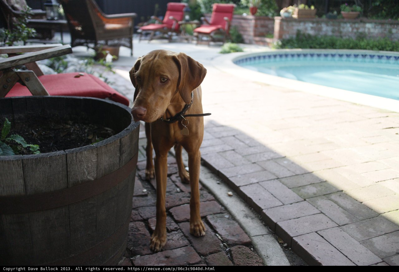 Canine Companion by the Pool