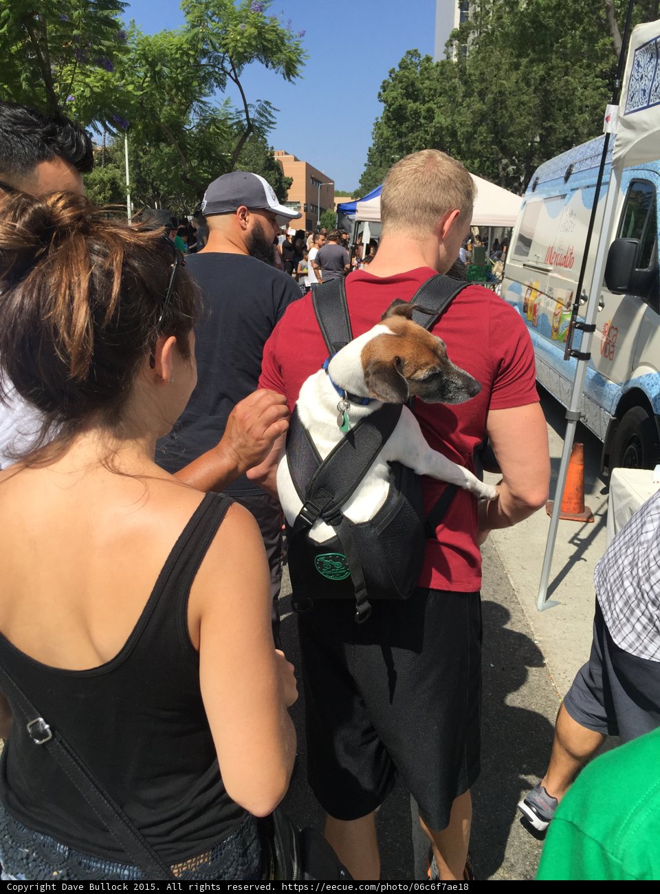 Dog in Backpack at Festival