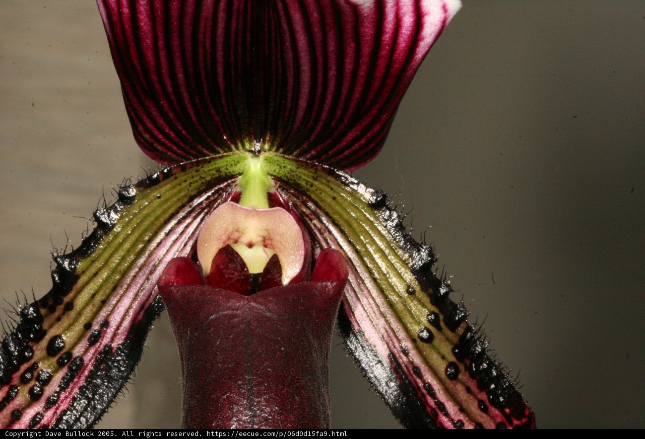 Orchid Bloom