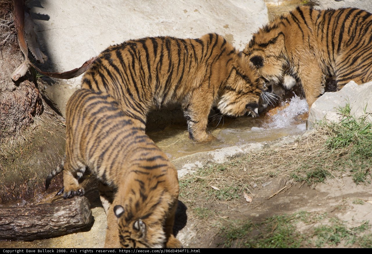 Thirsty Tigers at the Stream