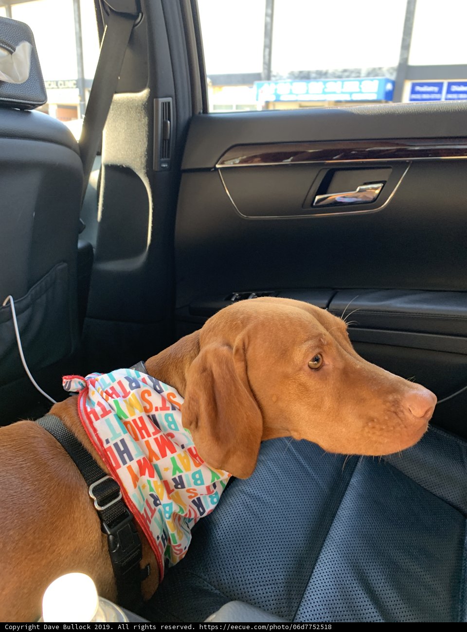 Colorful Canine Cruiser