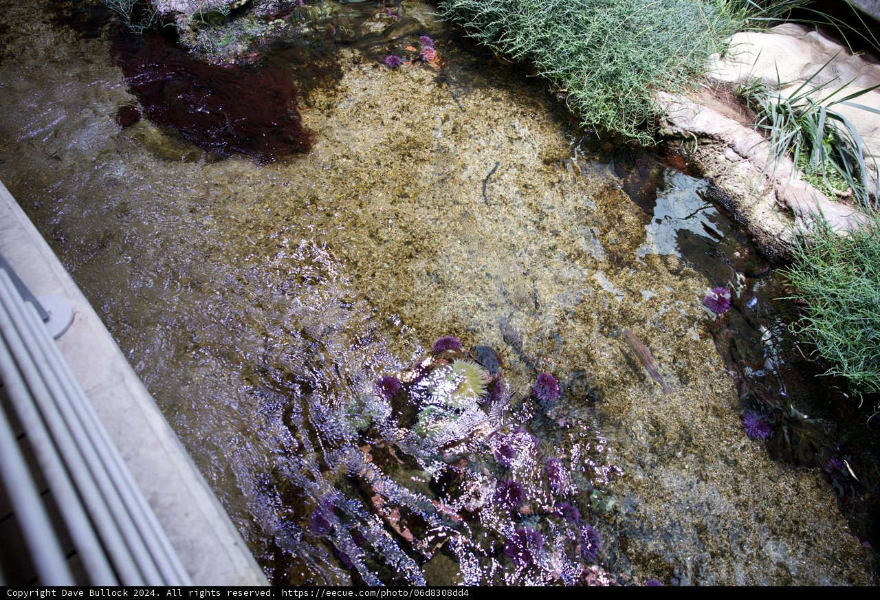 Sparkle of Nature: Stream-Life in the Rainforest