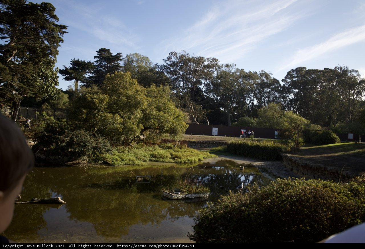A Moment of Tranquility: Young Boy and Ducks at SF Zoo