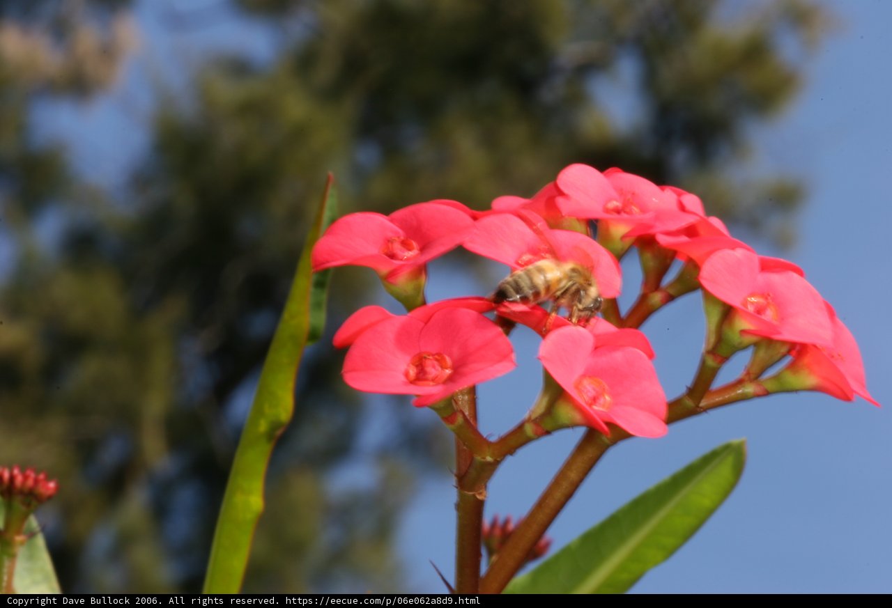 Bee on a Pink Geranium with Blue Sky