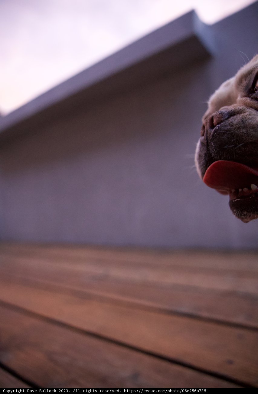 L.A. Vibes - Bulldog Bliss