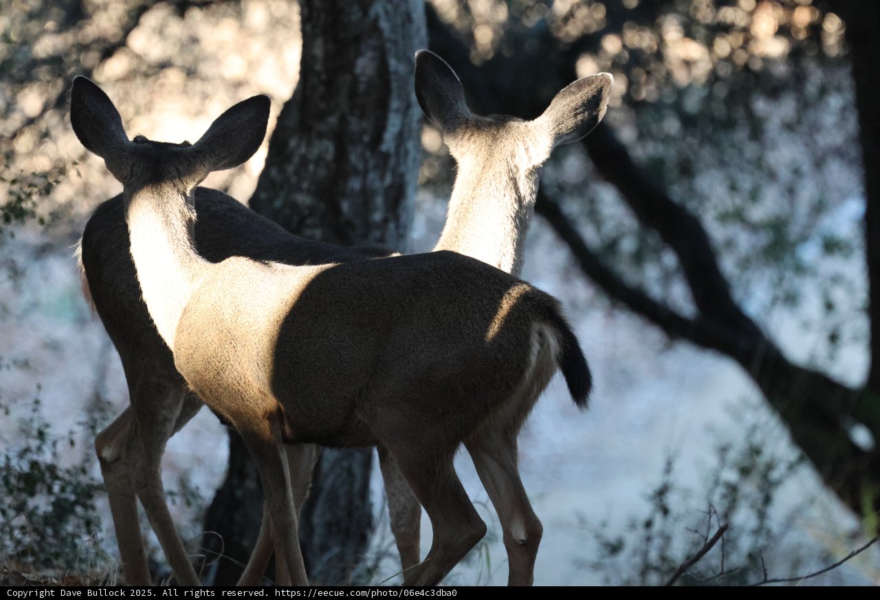 Morning Encounter in Carmel Valley
