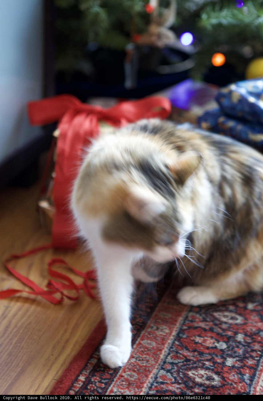 A Feline Christmas