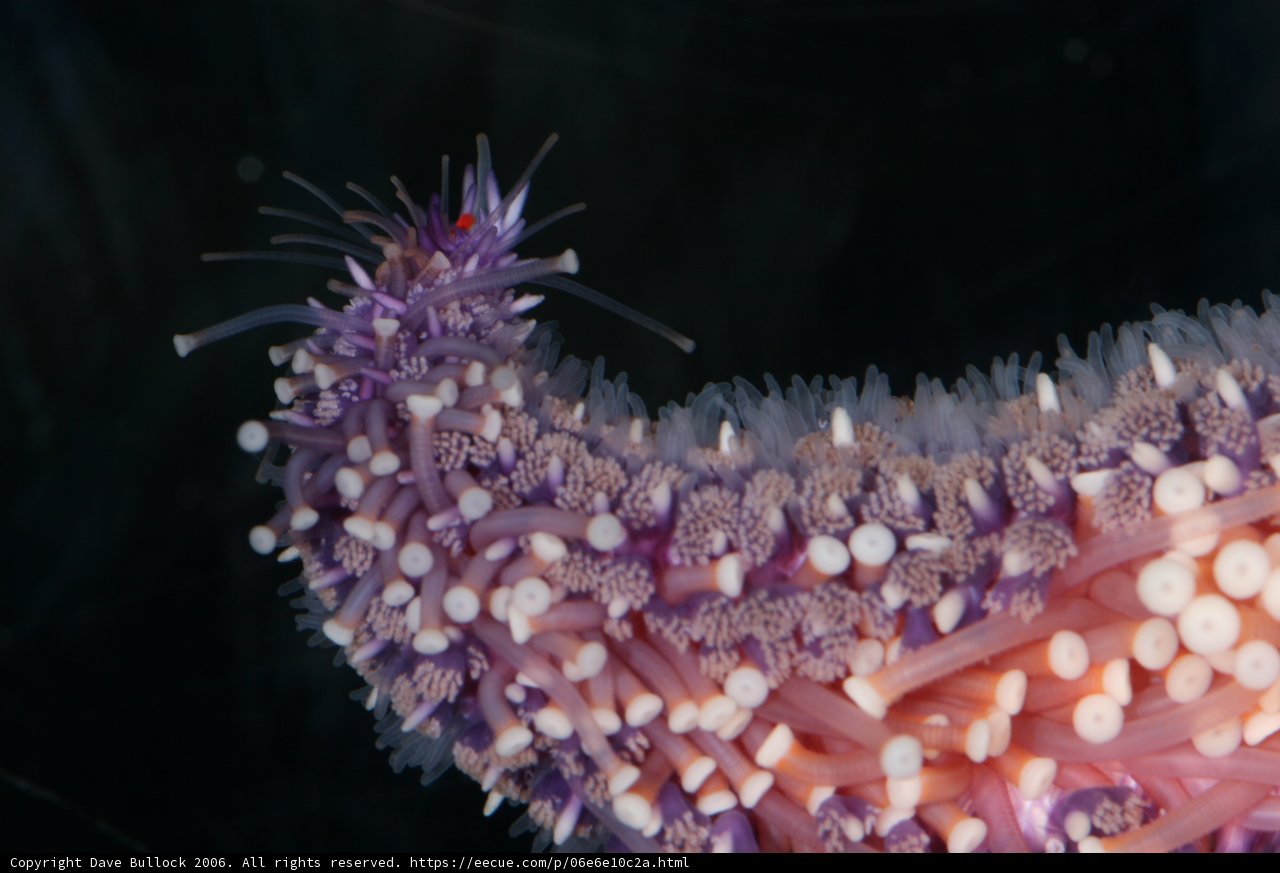 Purple Sea Anemone with White Dots