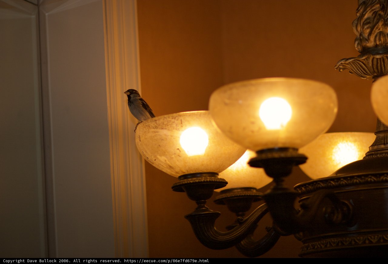 Lamp post birdwatcher