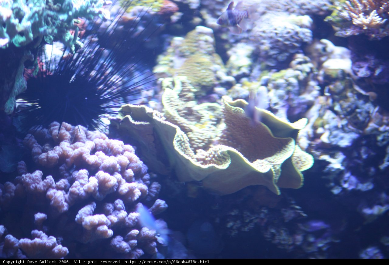 The Marvelous Diversity of a Coral Reef