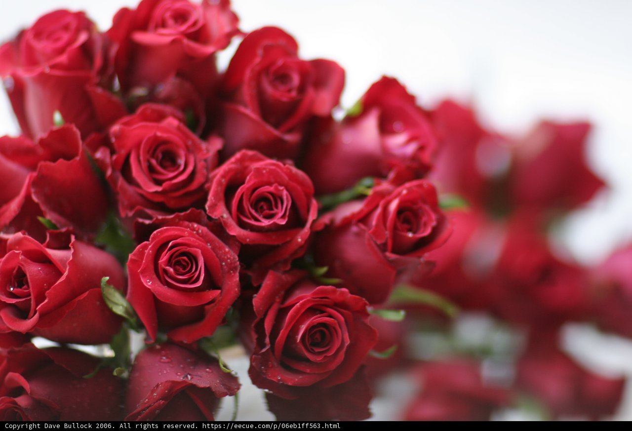 A Beautiful Bouquet of 13 Red Roses