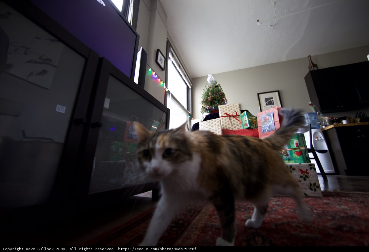 Festive Feline Strolls Amongst Christmas Decorations