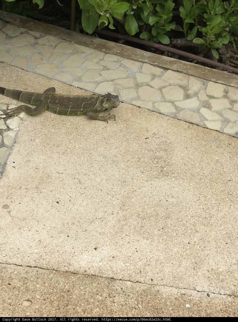 Sidewalk Encounter