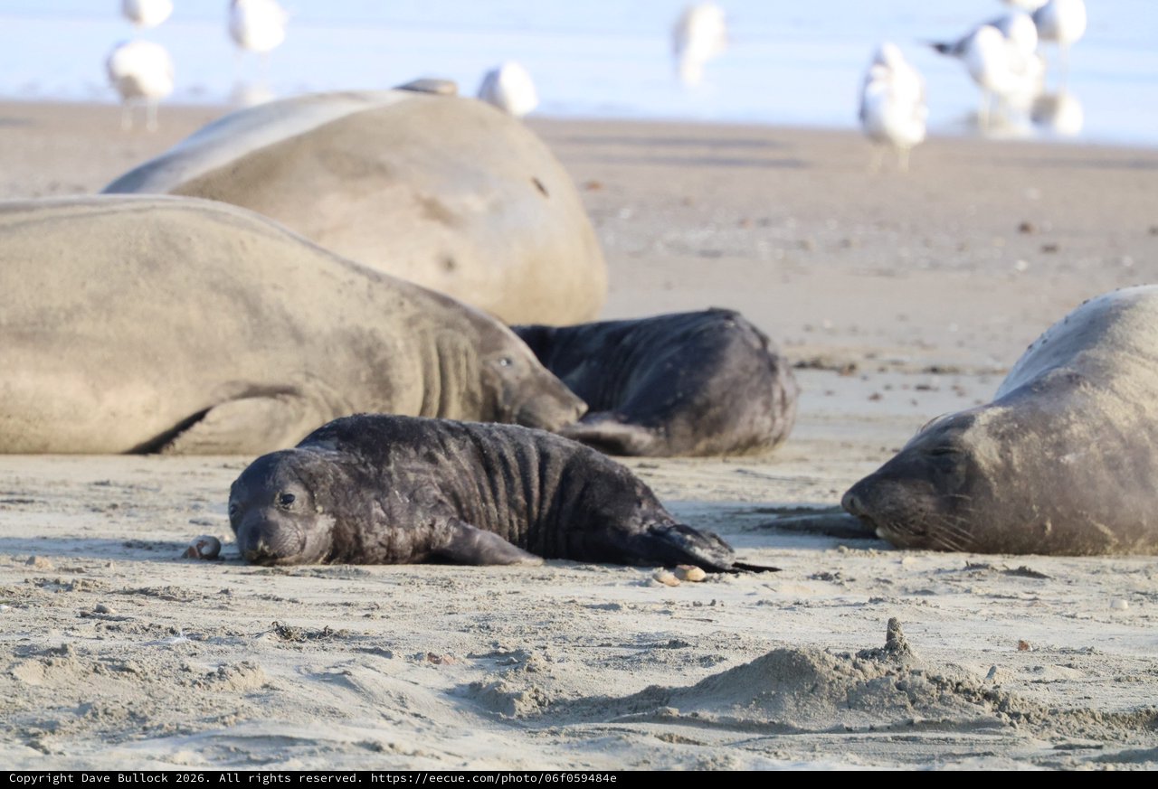 Elephant Seal Pup Resting Among Adults at Drakes Beach