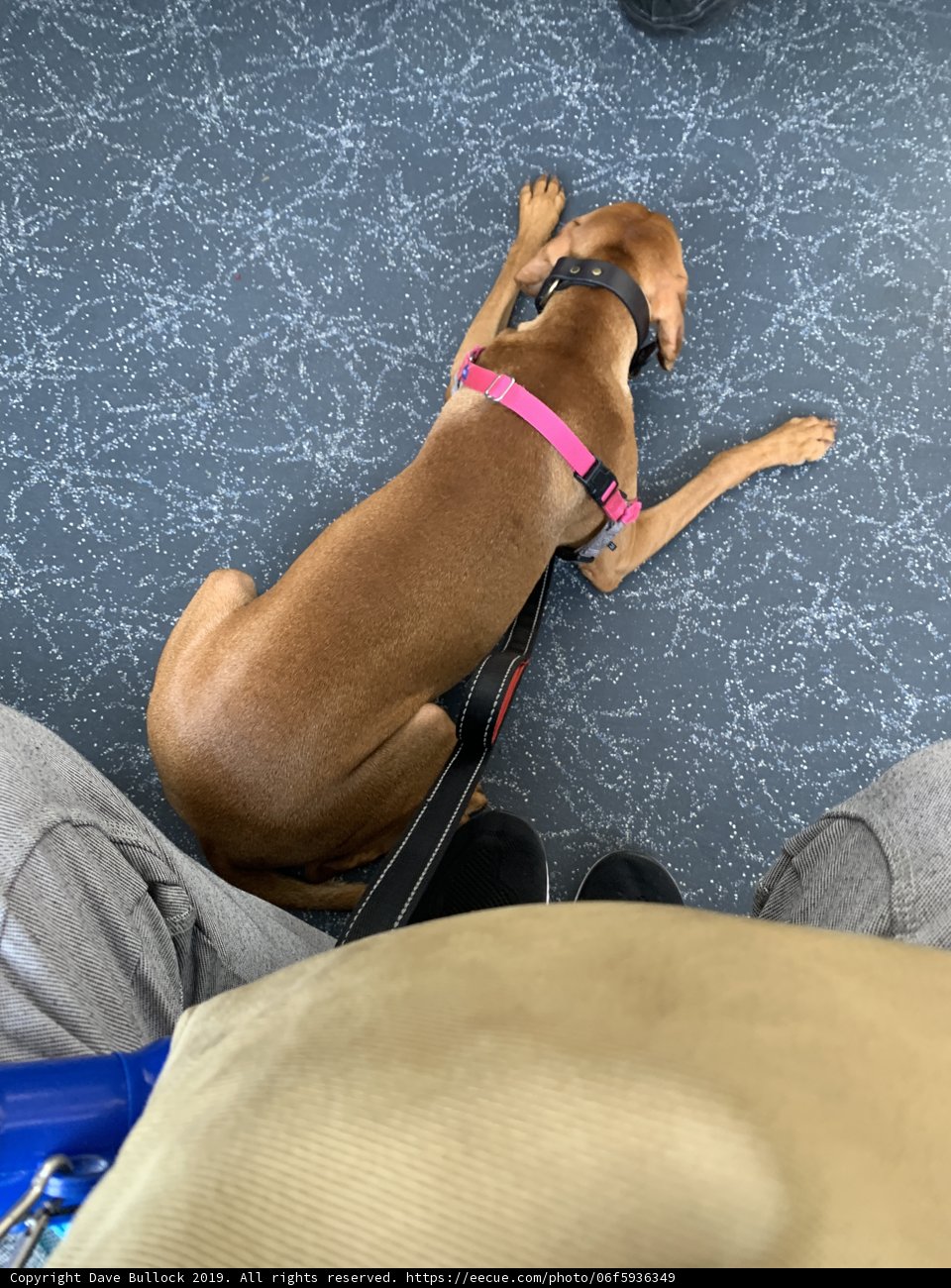 Pink Harness Pooch