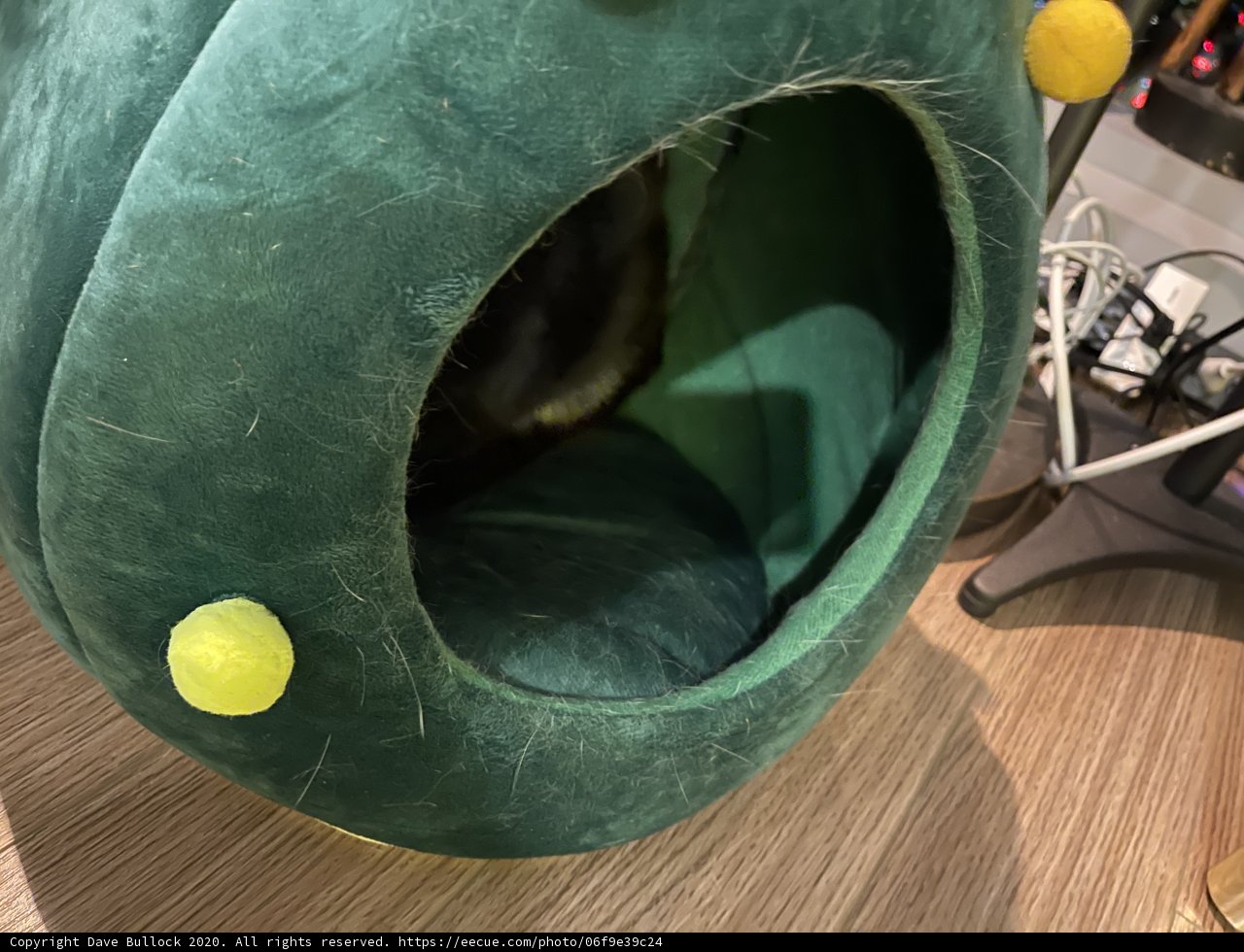 Cozy Cat in Tennis Ball Bed