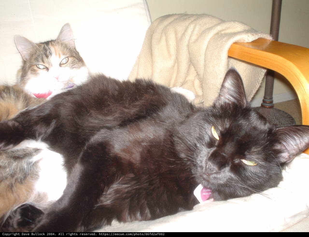 Feline Friends Lounge in Style