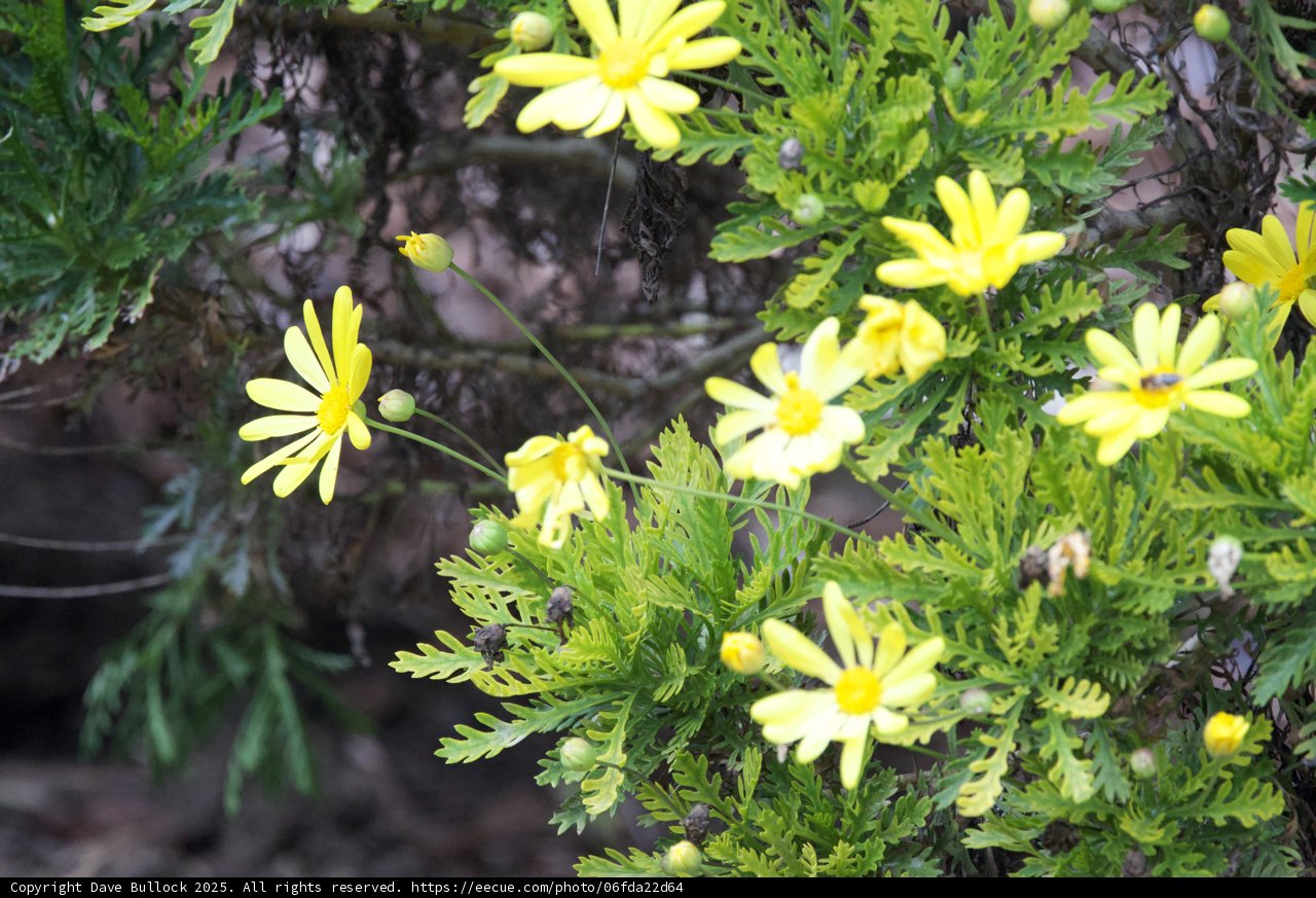 Spring's Radiant Arrival