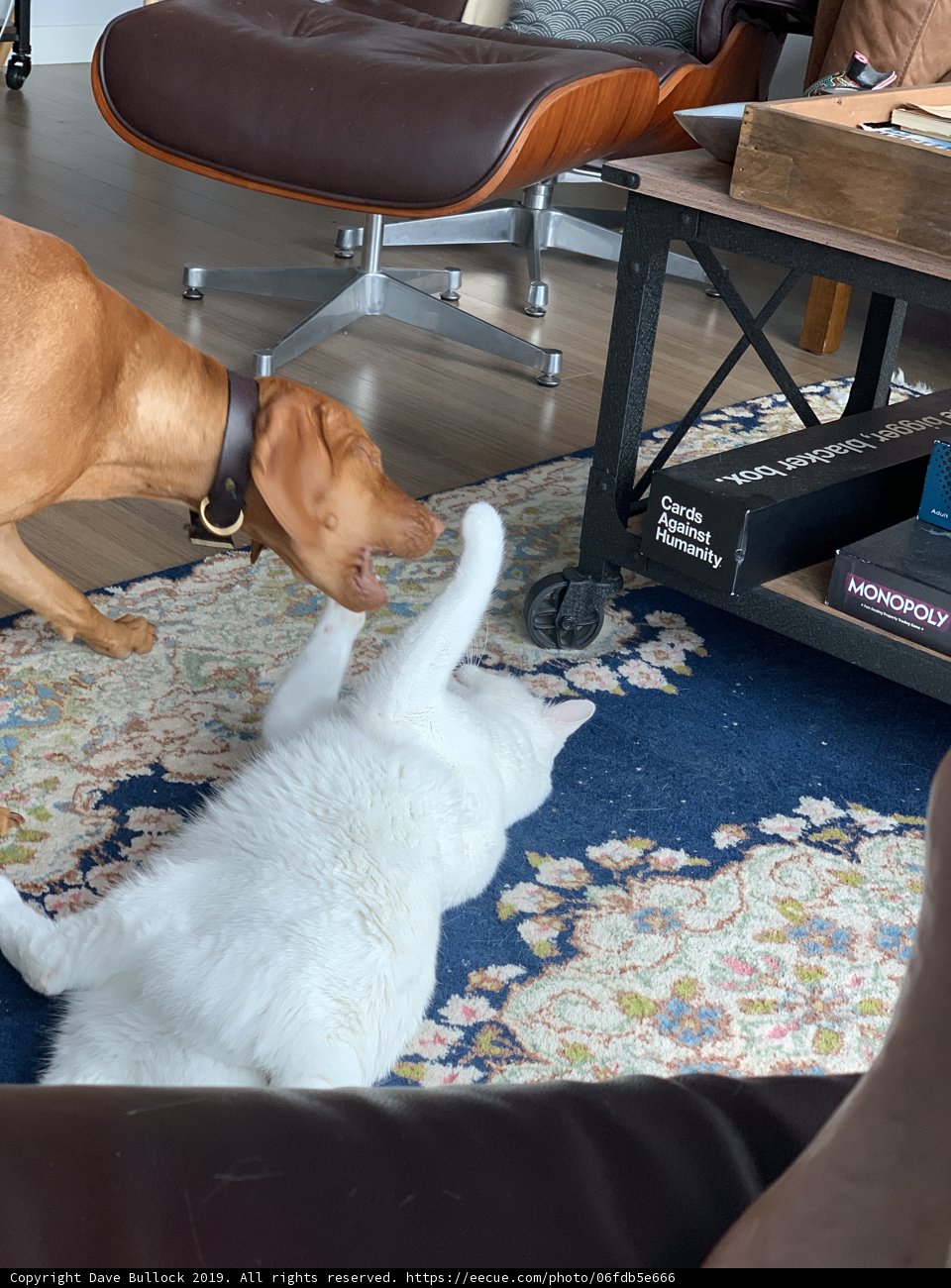 Furry Friends Unleashed