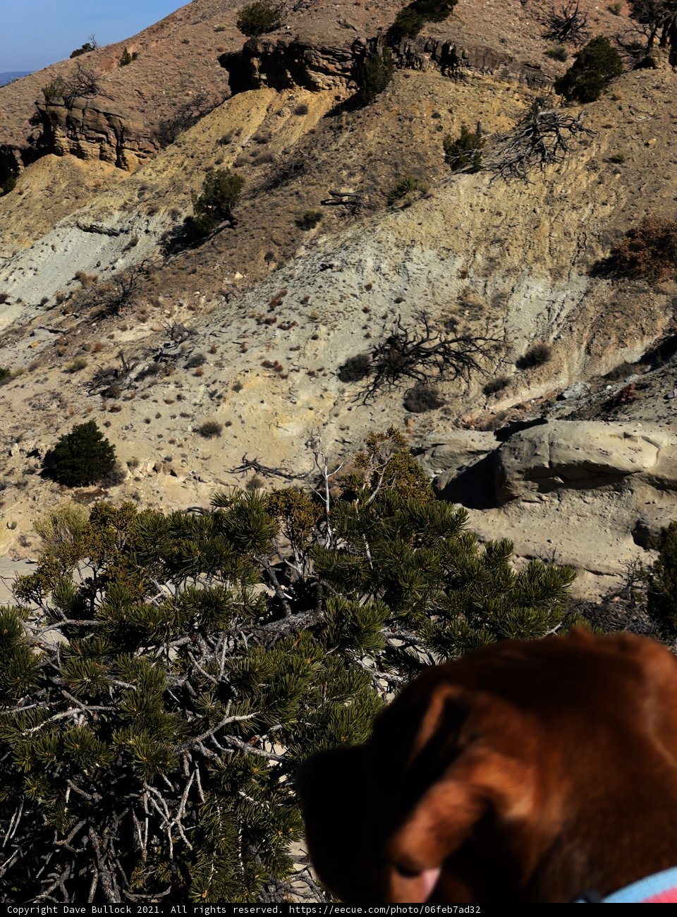 Canine Companion in the Vast Wilderness