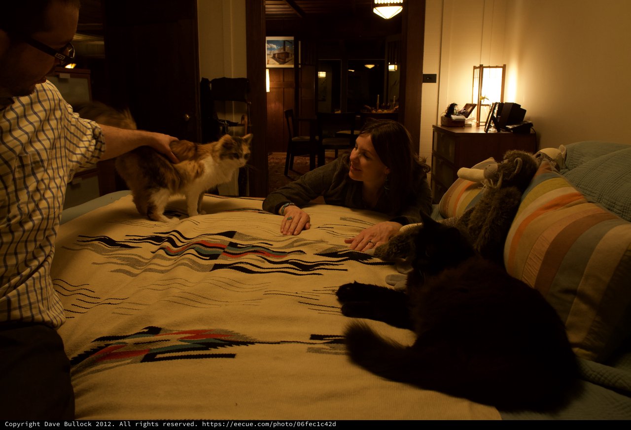 Evening Playtime with Two Cats on Patterned Bed