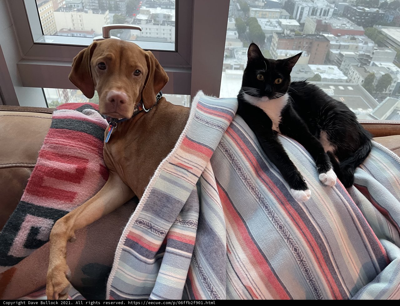 Furry Friends on the Couch
