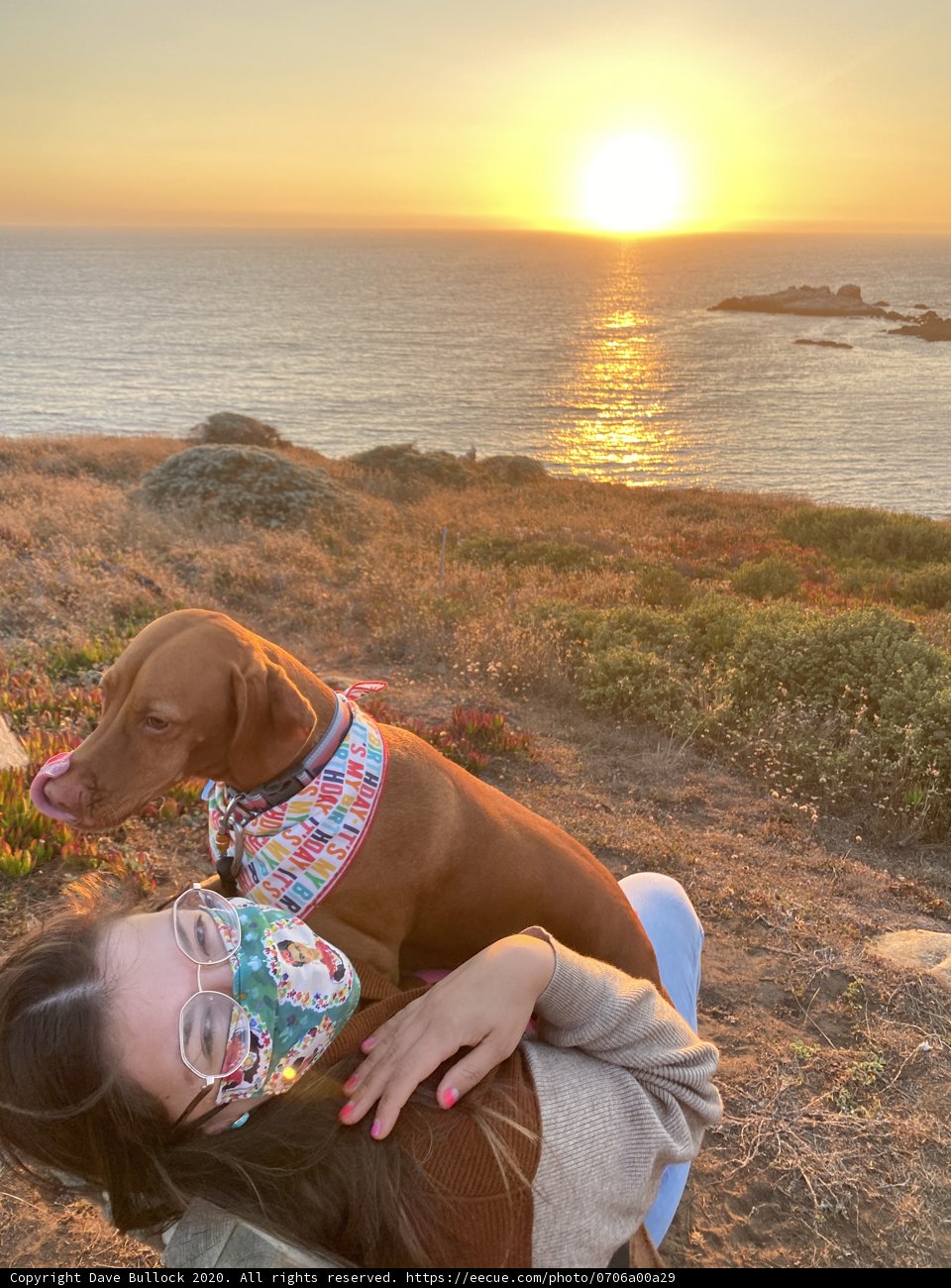 A Sunset Layover with My Furry Companion
