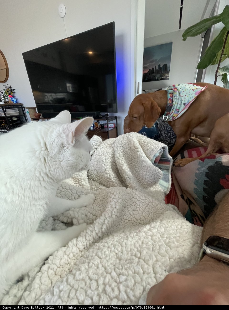 Furry Friends on Cozy Blanket
