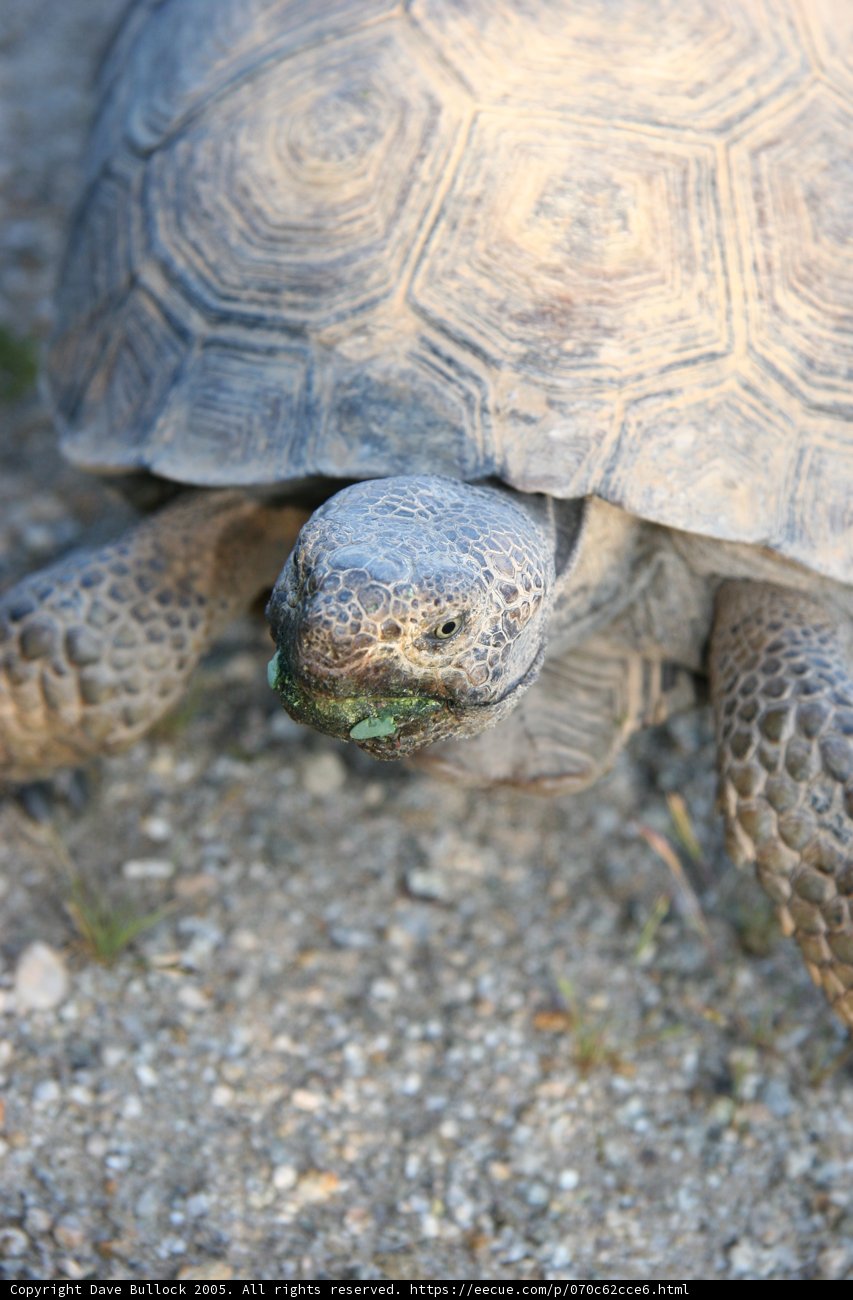 The Turtle and Its Treasure